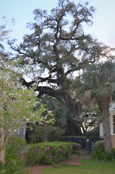 A gardener carefully pruning a large oak tree on a sunny day