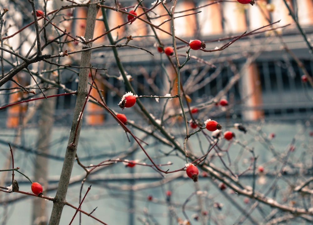 red round fruits on brown tree branch