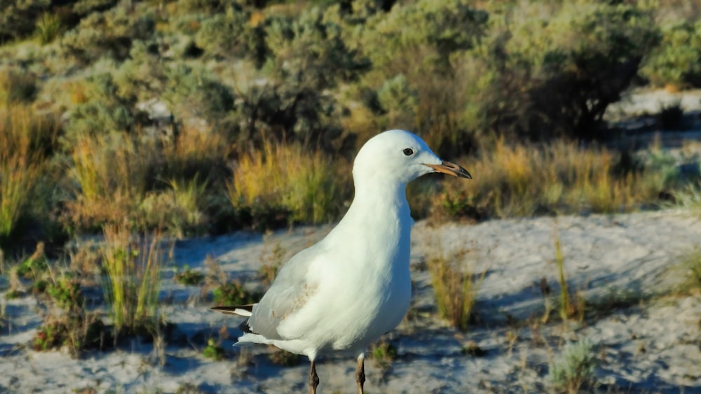 pájaro blanco en el cuerpo de agua durante el día