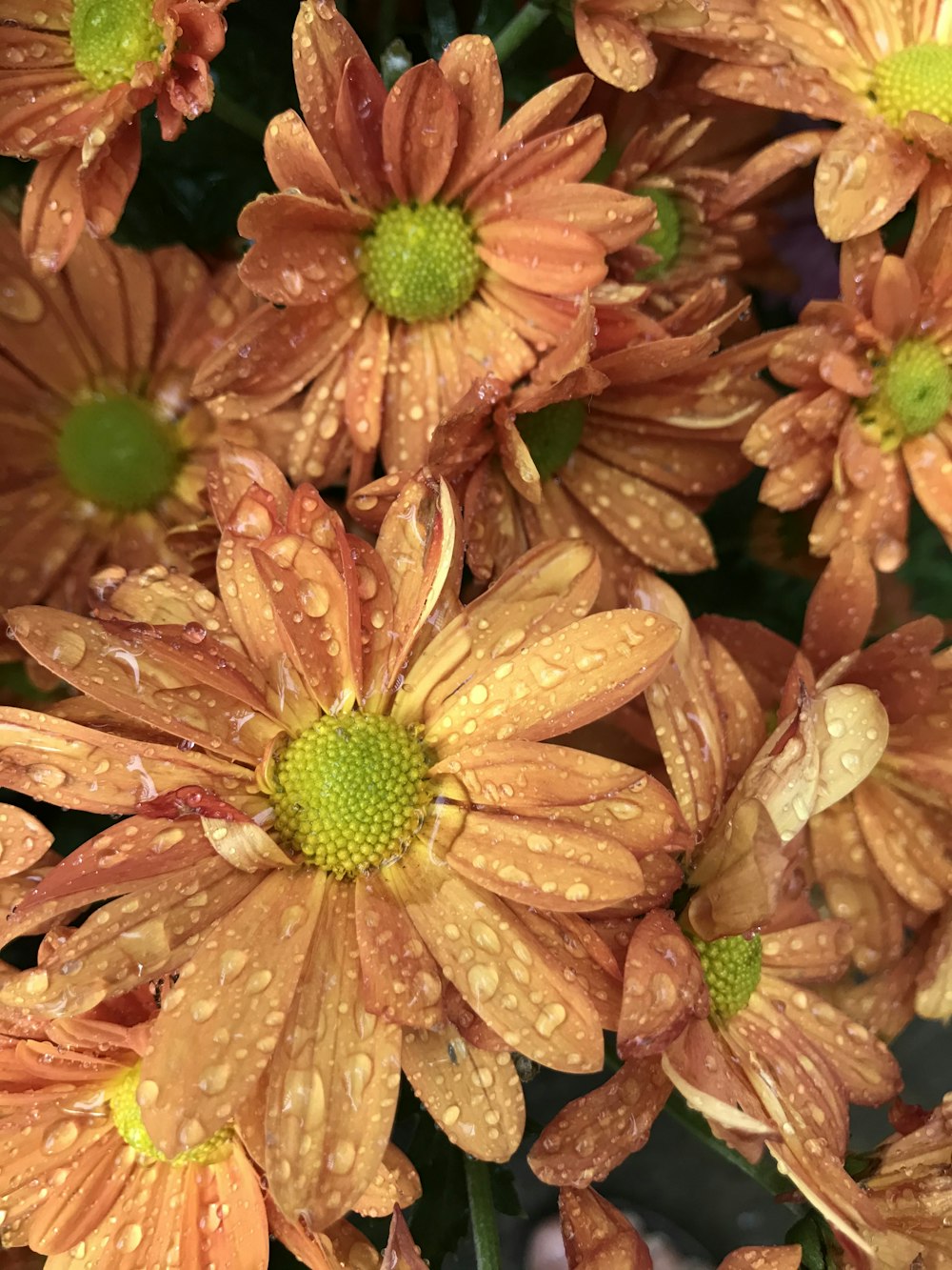 pink and yellow flower in macro lens photography