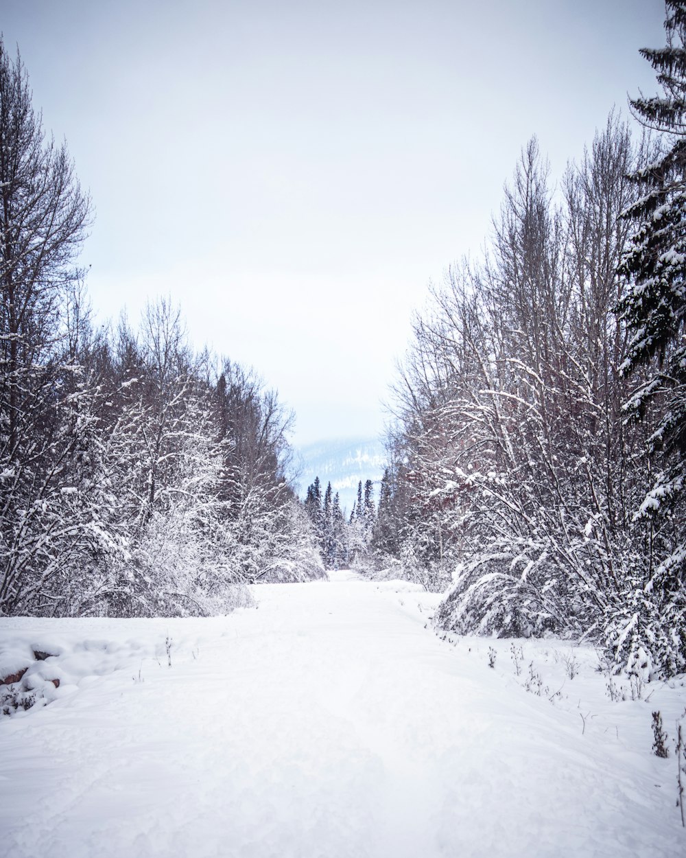 snow covered trees during daytime