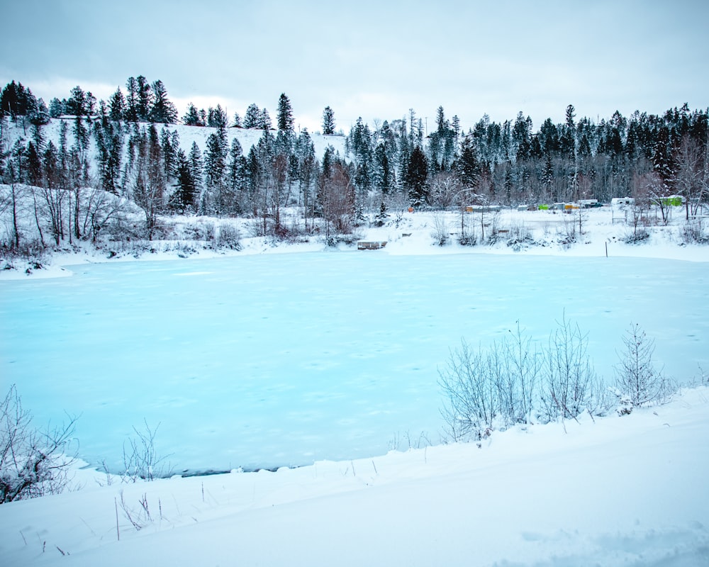 snow covered trees and field during daytime