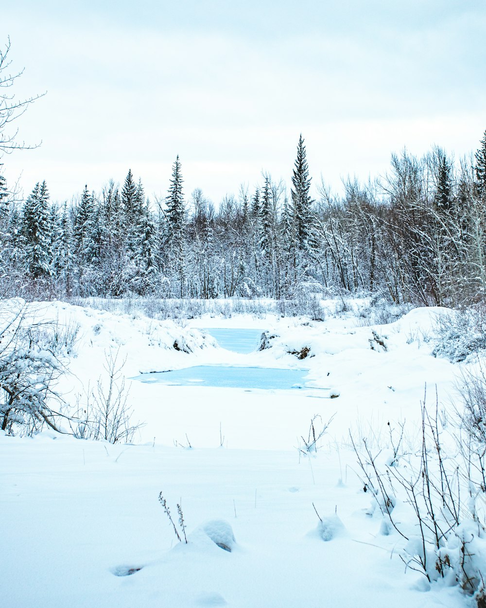 snow covered trees during daytime