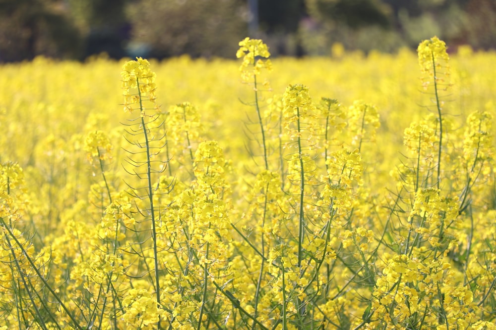 yellow flower field during daytime