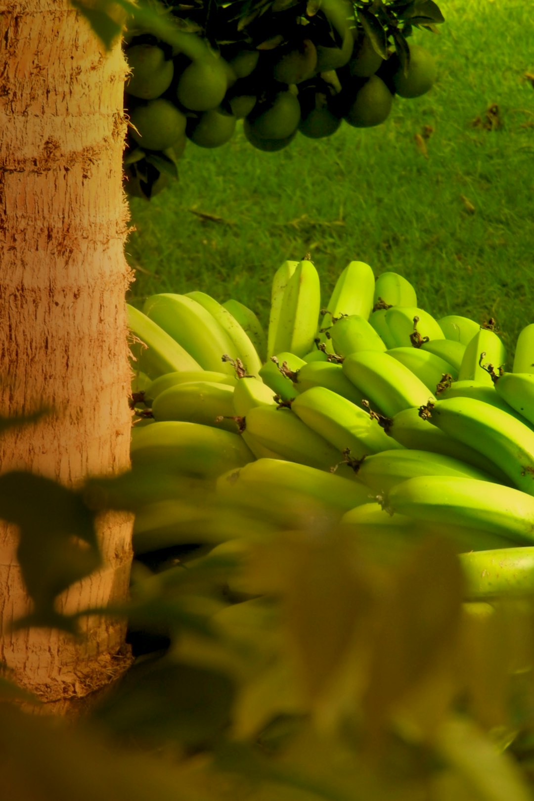 green banana fruit on green grass field