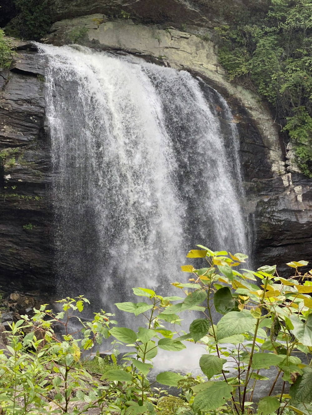 green plant near waterfalls during daytime