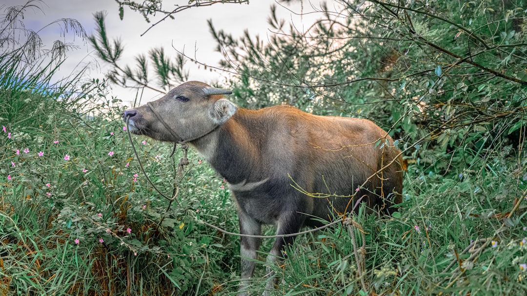 brown cow on green grass during daytime