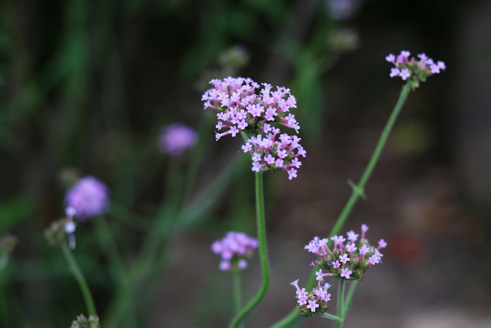 purple flower in tilt shift lens