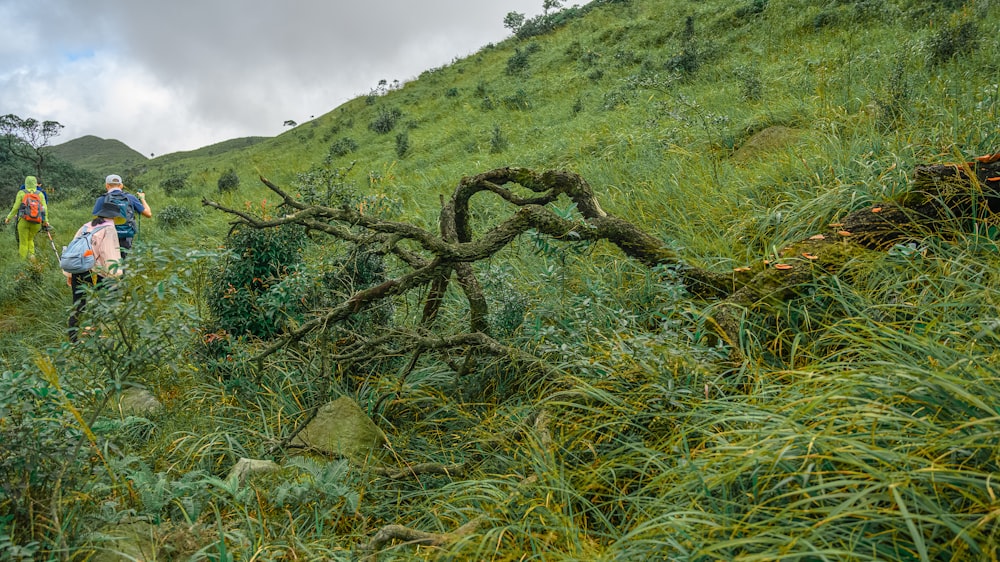 green grass and tree covered mountain