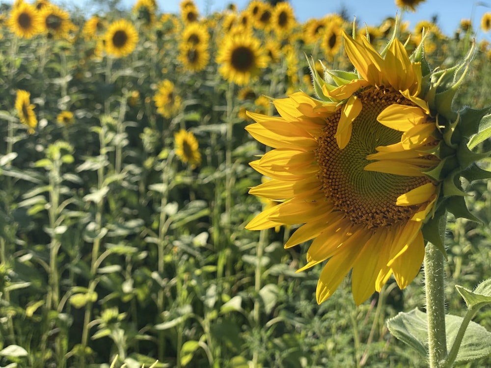 yellow sunflower field during daytime