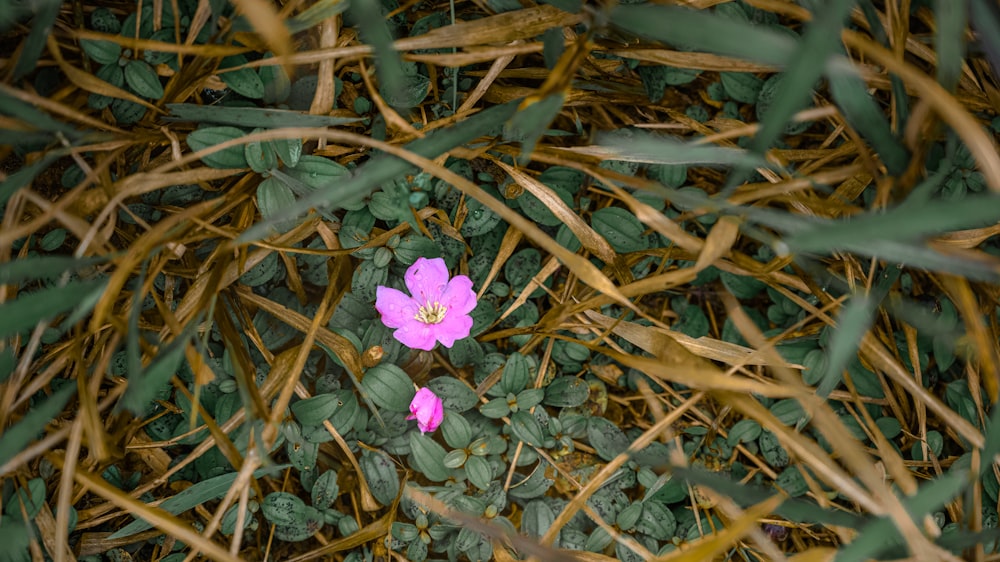 purple flower on brown dried leaves