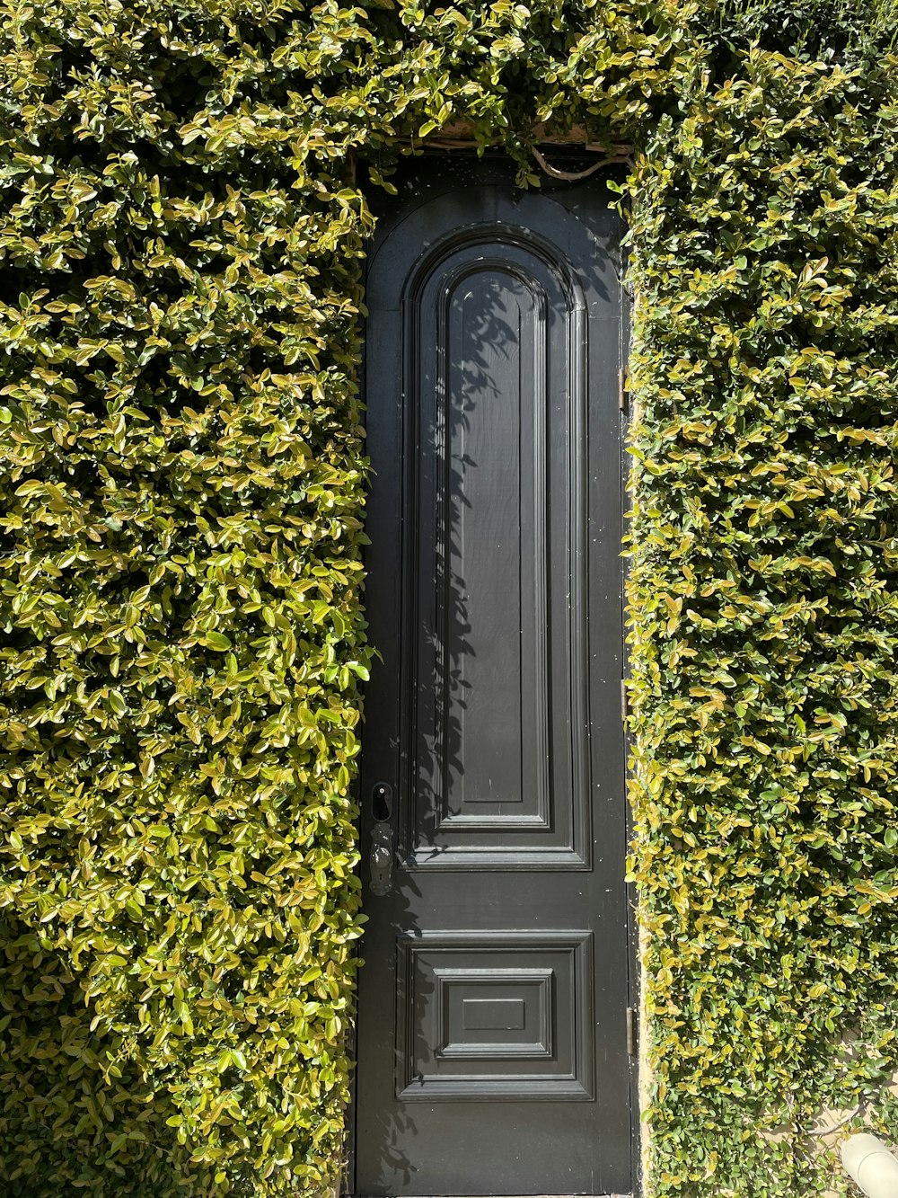 white wooden door with yellow leaves