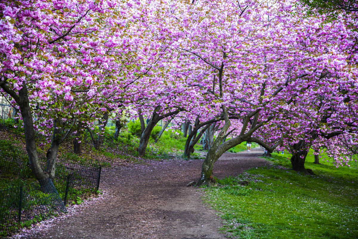 Pink cherry blossom trees arching over a path in a city park in spring