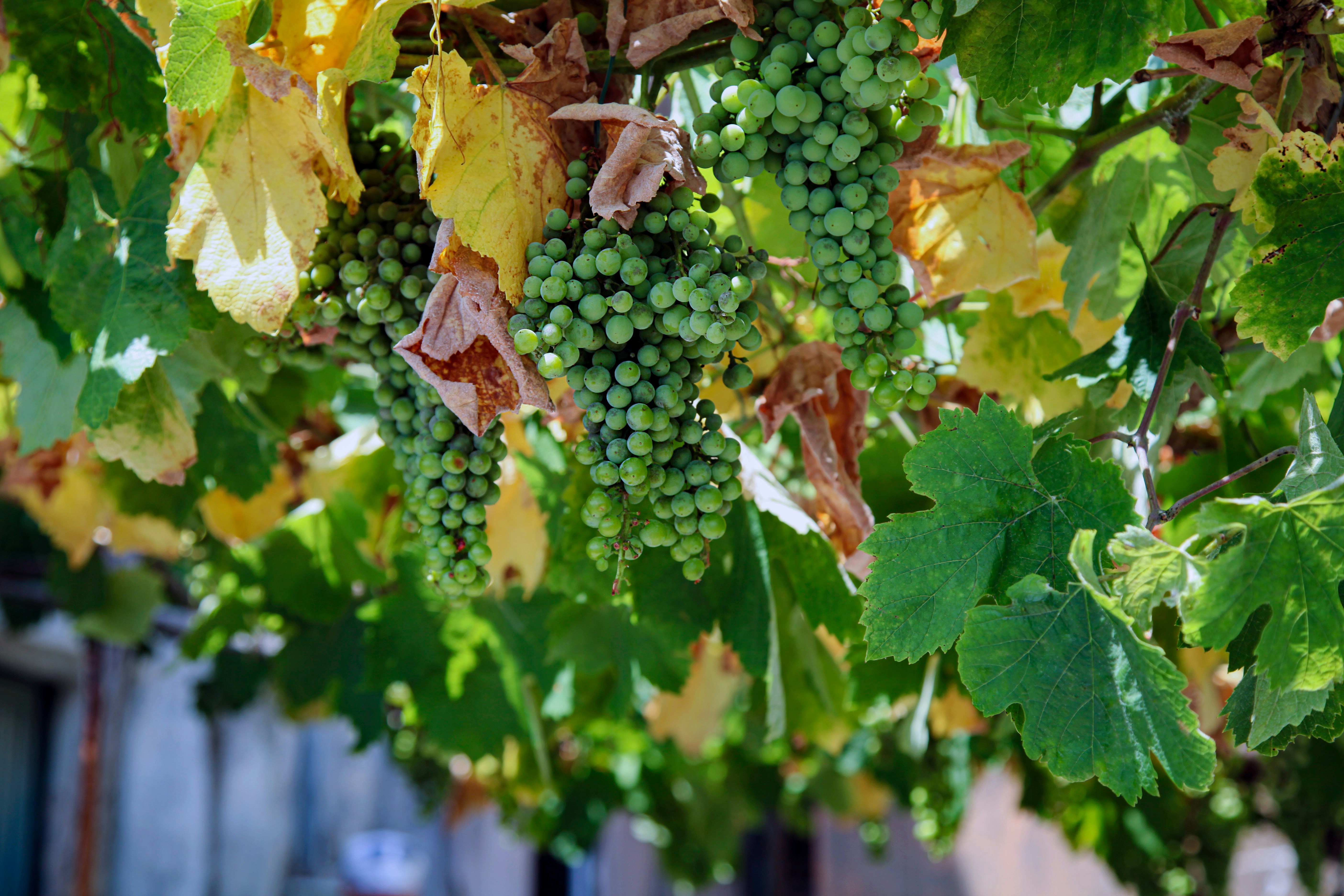 10 Best wineries in Italy to visit and taste wine on your vacation!