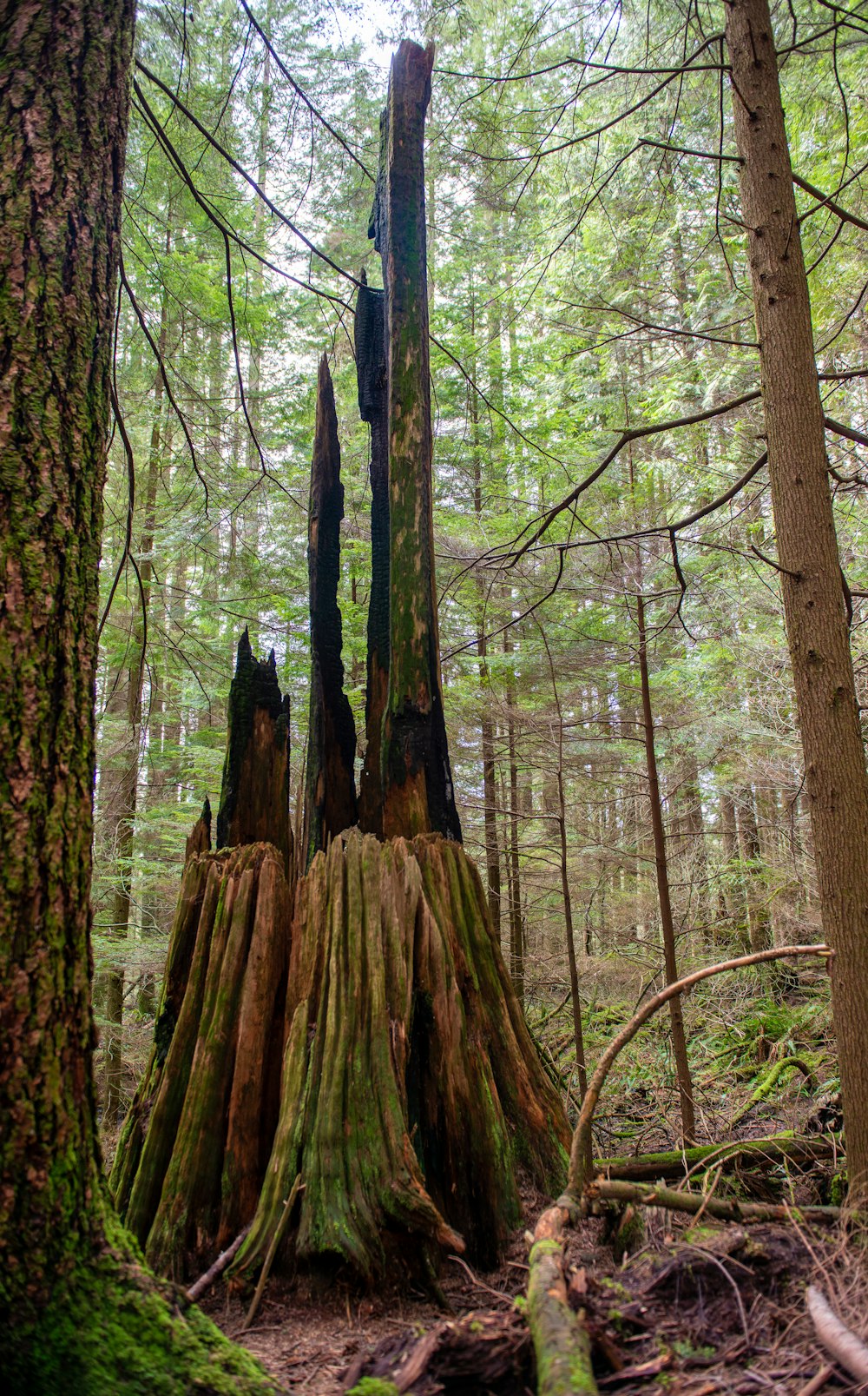 brown tree trunk during daytime