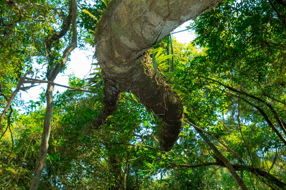 green tree with brown trunk