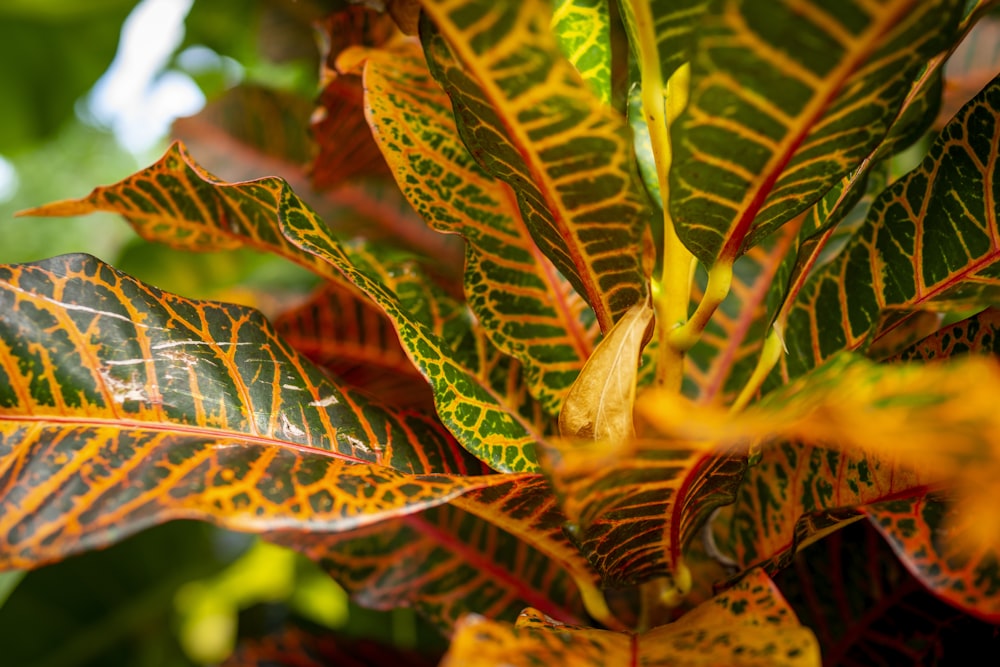 green and brown leaves in close up photography