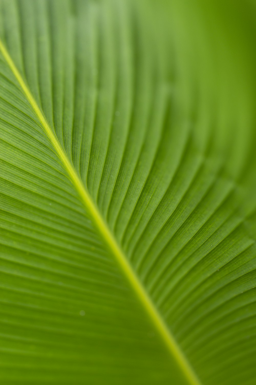 macro photography of green leaf