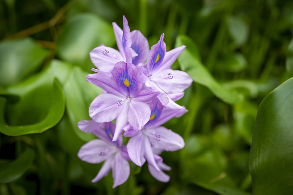 purple flower in tilt shift lens