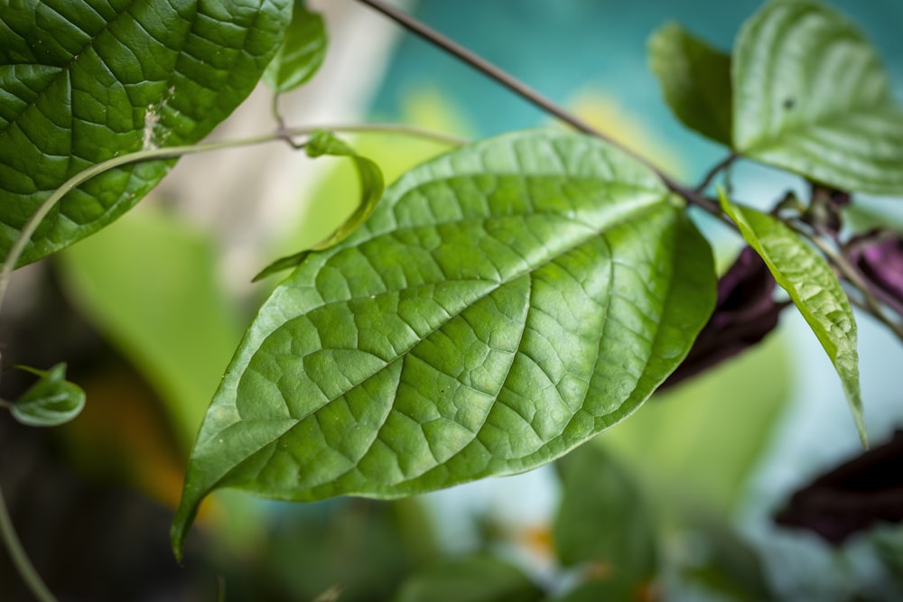 green leaf in close up photography