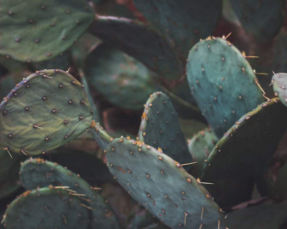 green leaves with water droplets