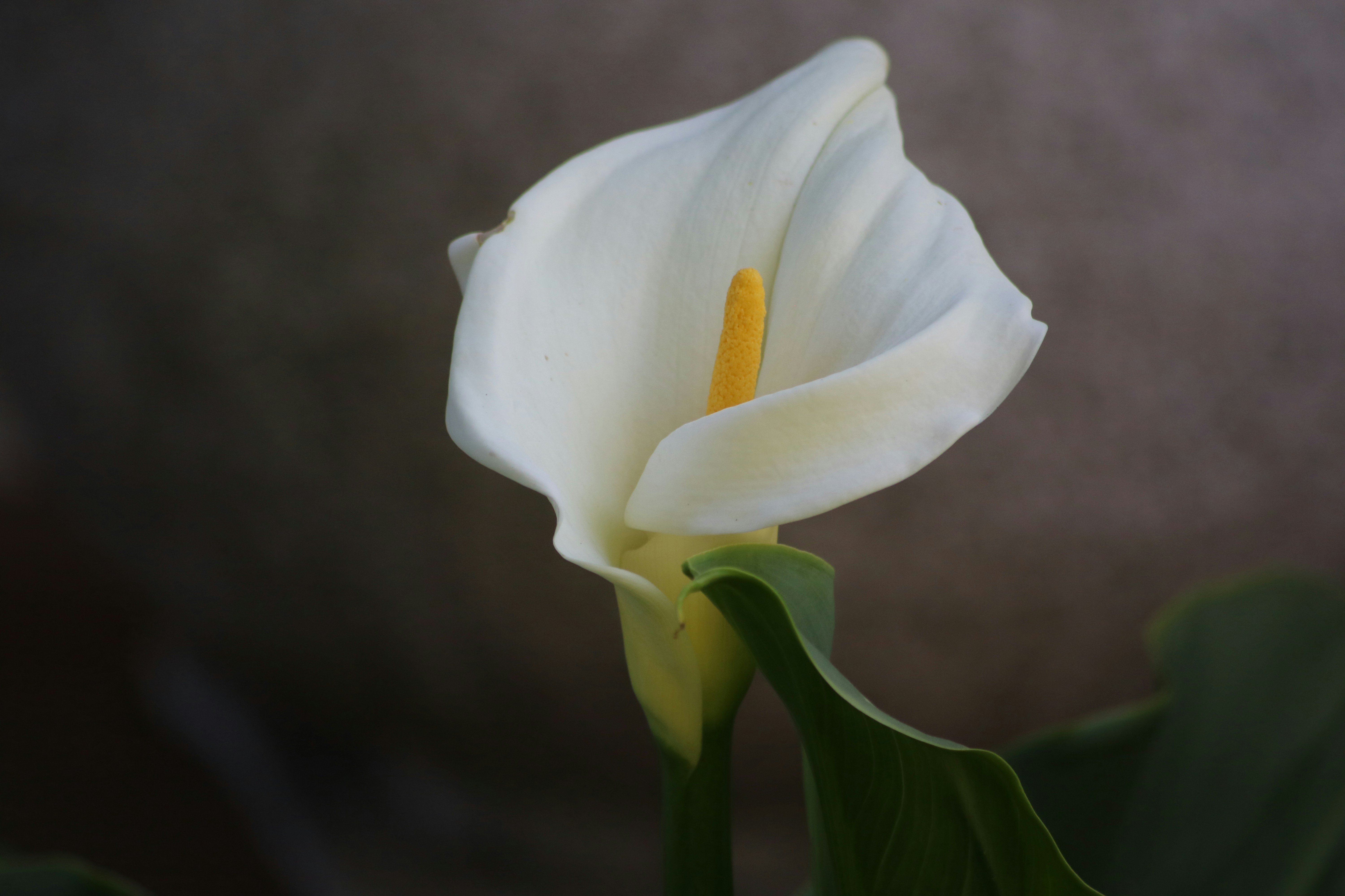 Photo by rocklilybeast