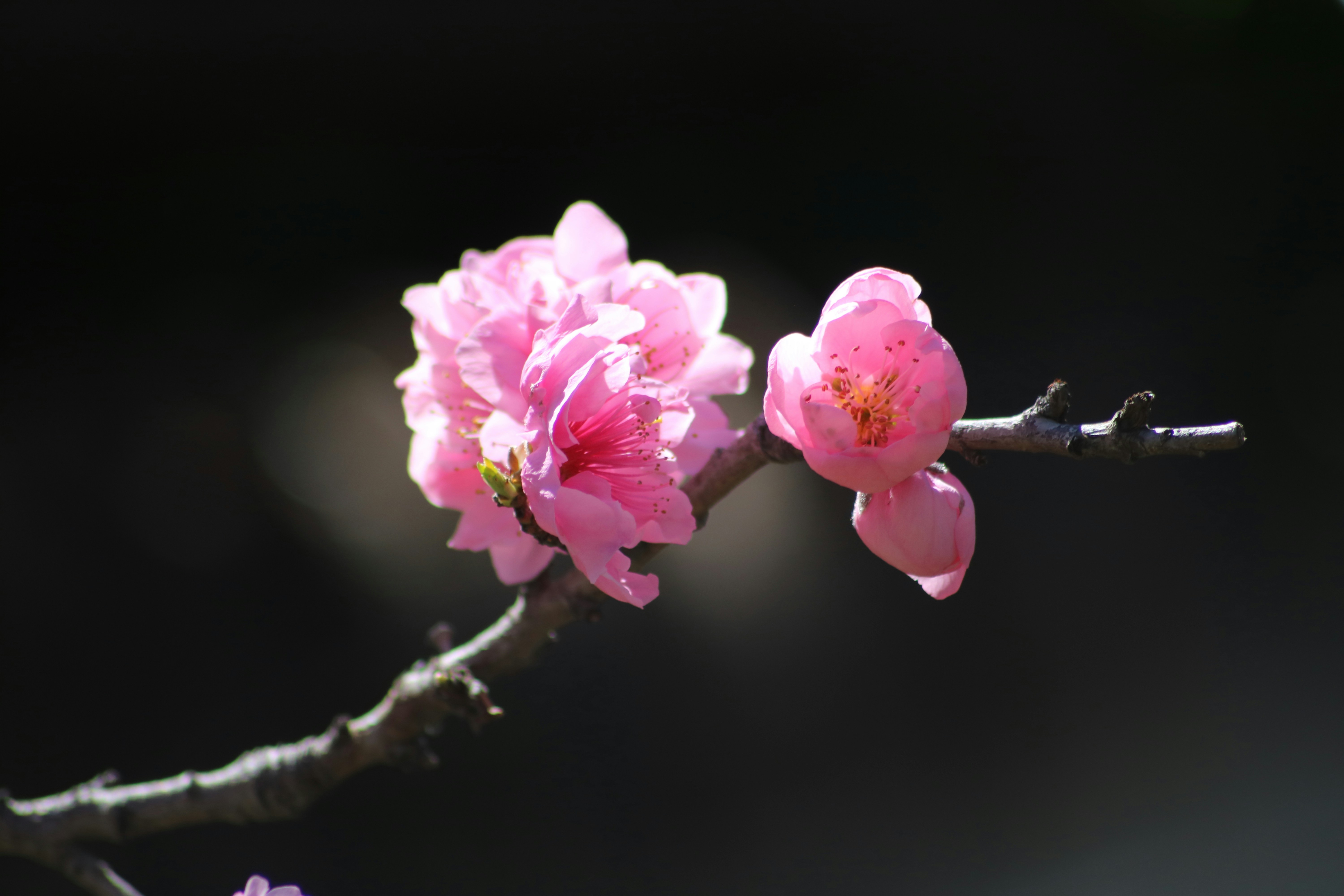 Photo by rocklilybeast