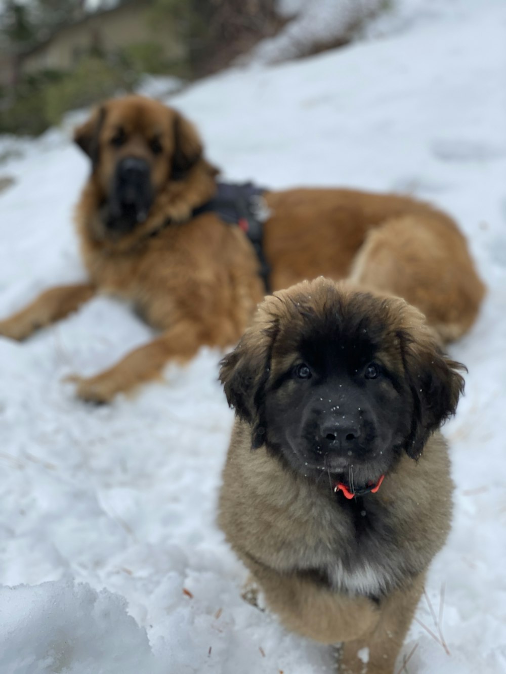 brown and black short coated dog on snow covered ground during daytime