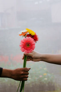 person holding yellow and red flower