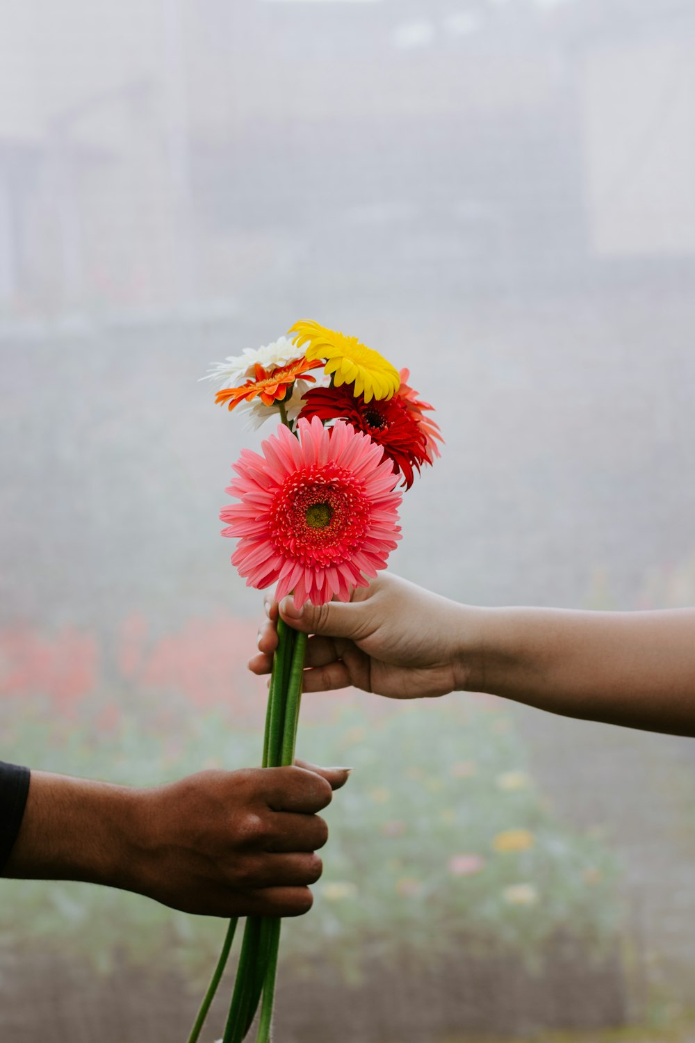 person holding yellow and red flower