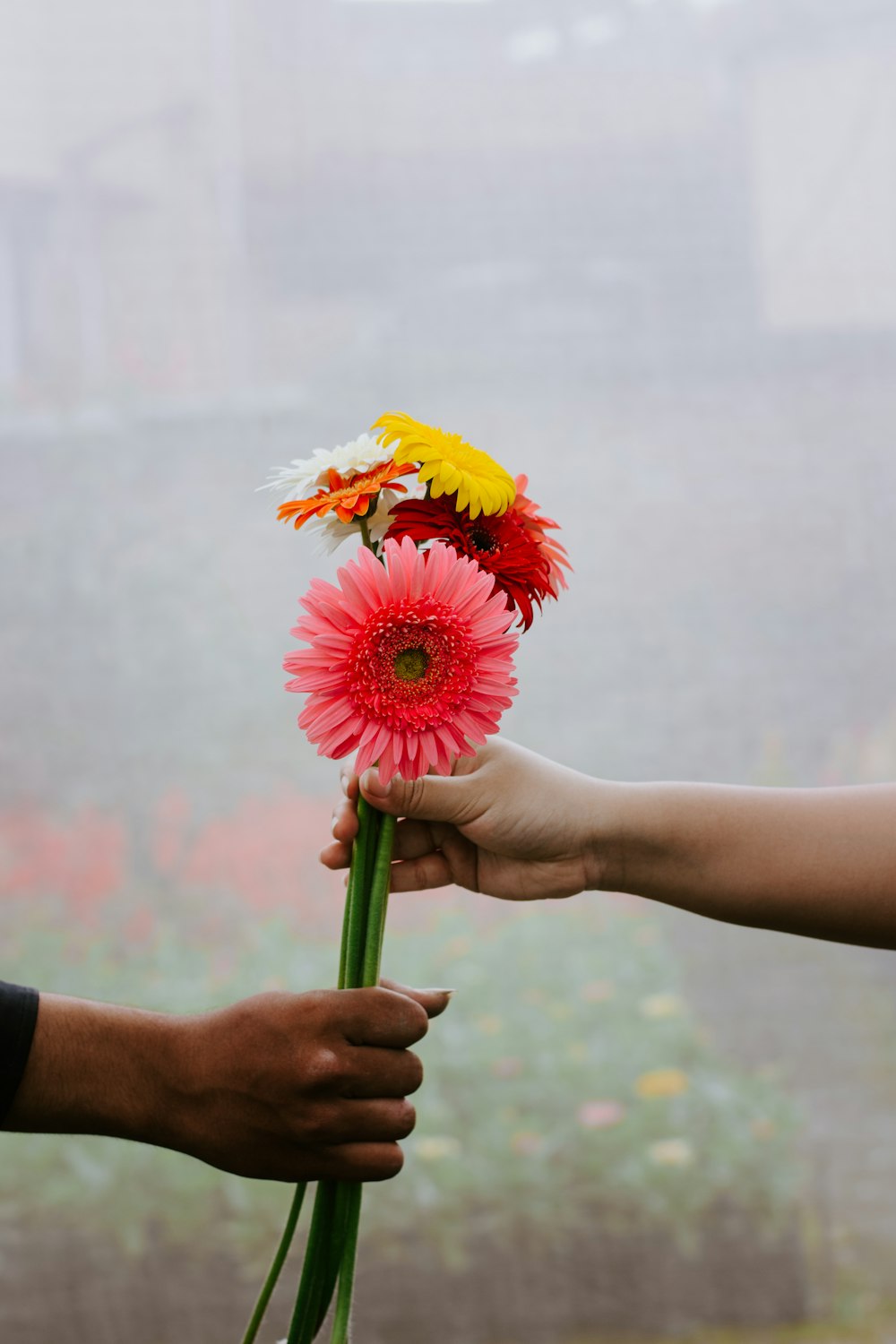 Person, die gelbe und rote Blume hält