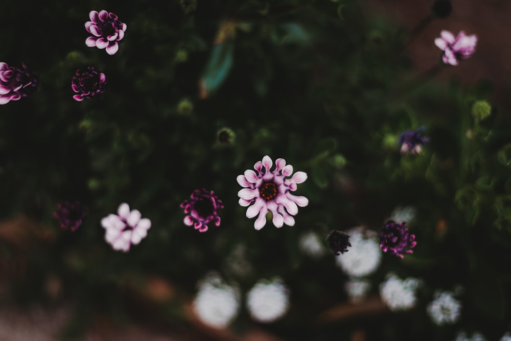 pink and white flowers in tilt shift lens