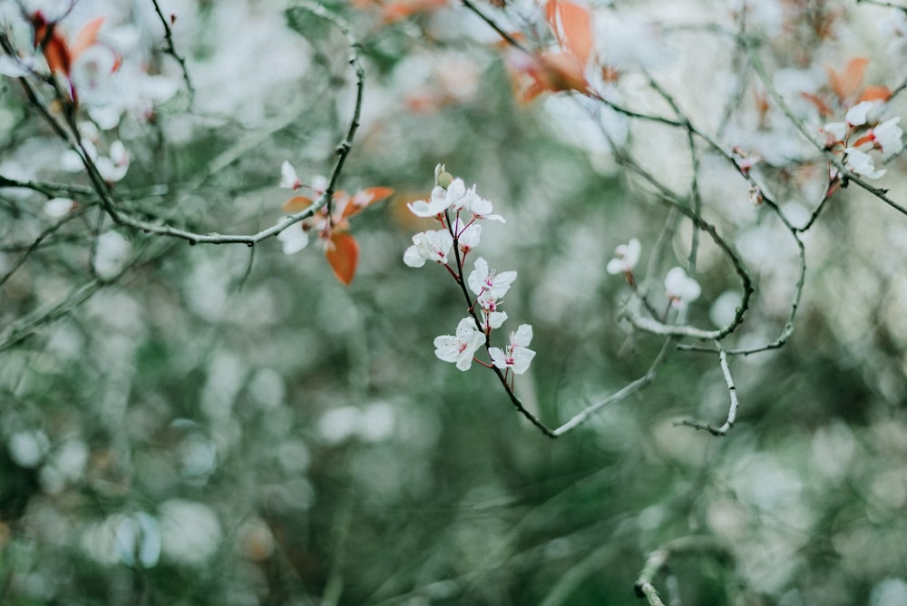 white and pink cherry blossom