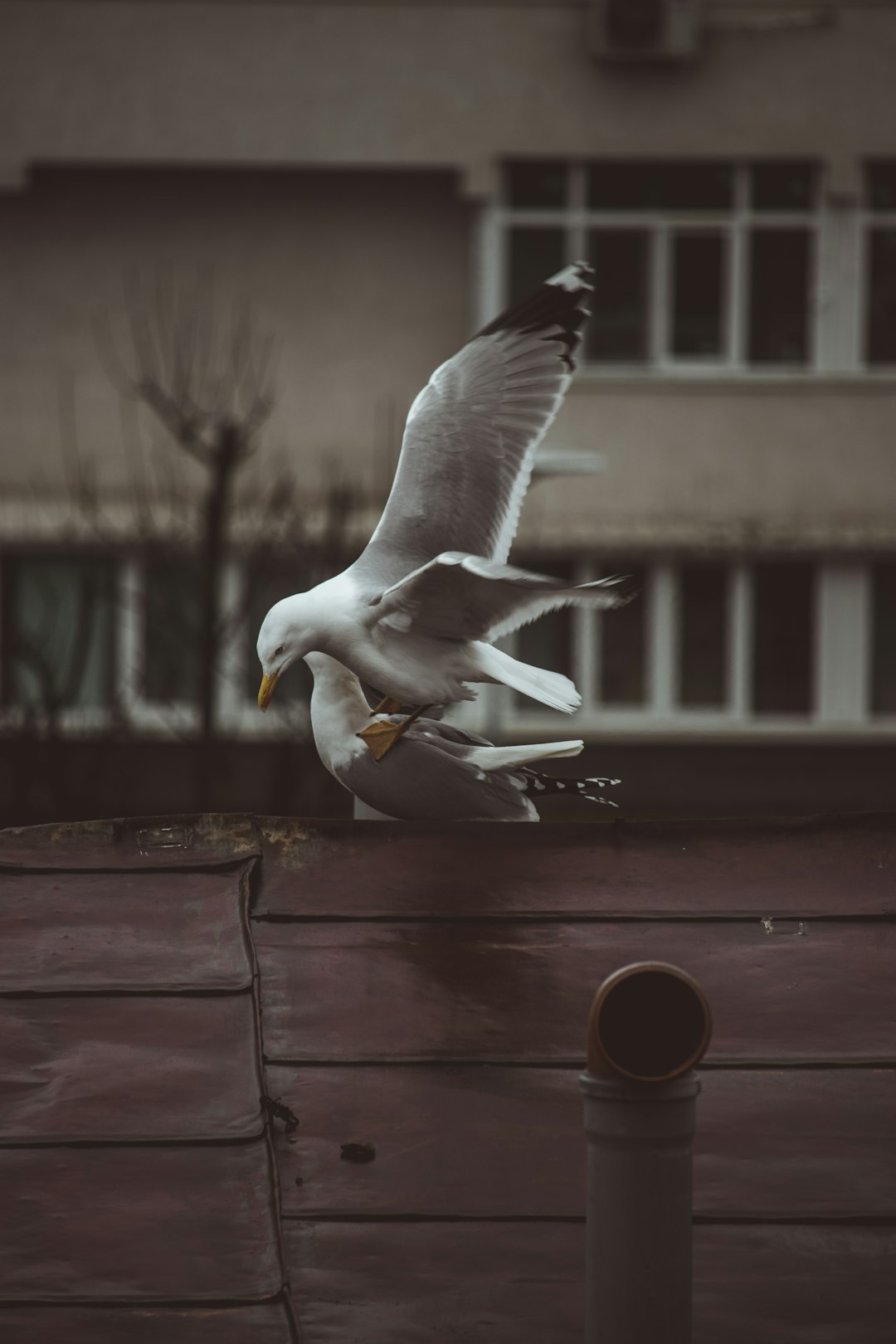 white and black bird on brown wooden table