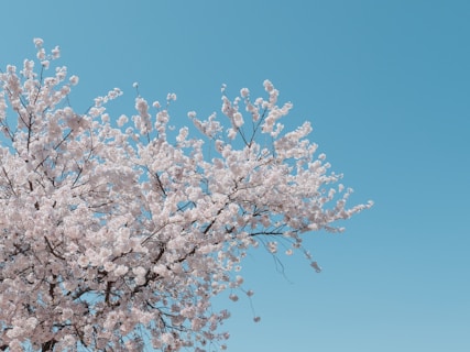 white cherry blossom tree under blue sky during daytime