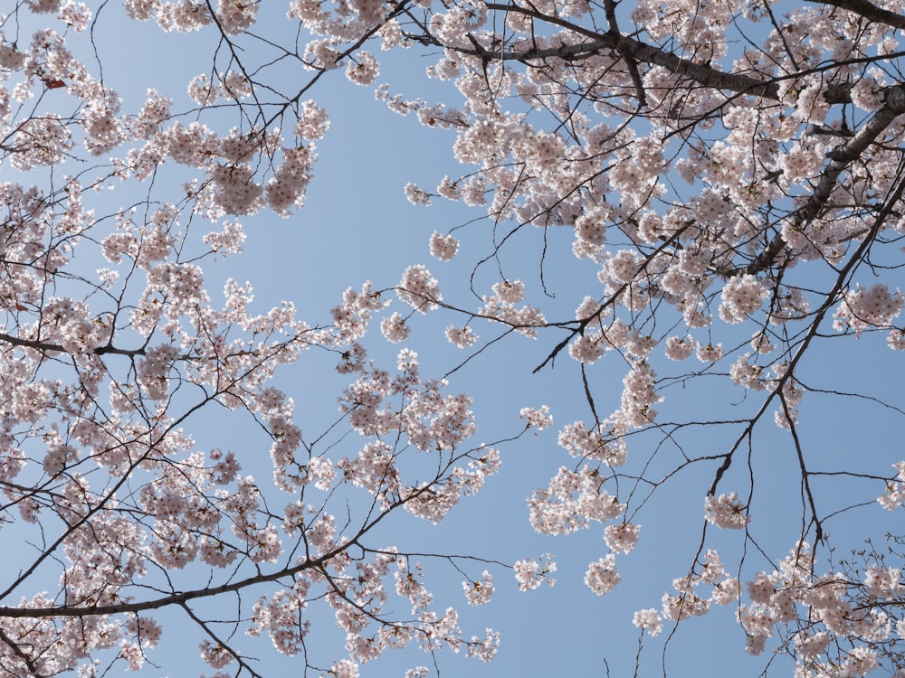 white cherry blossom under blue sky during daytime