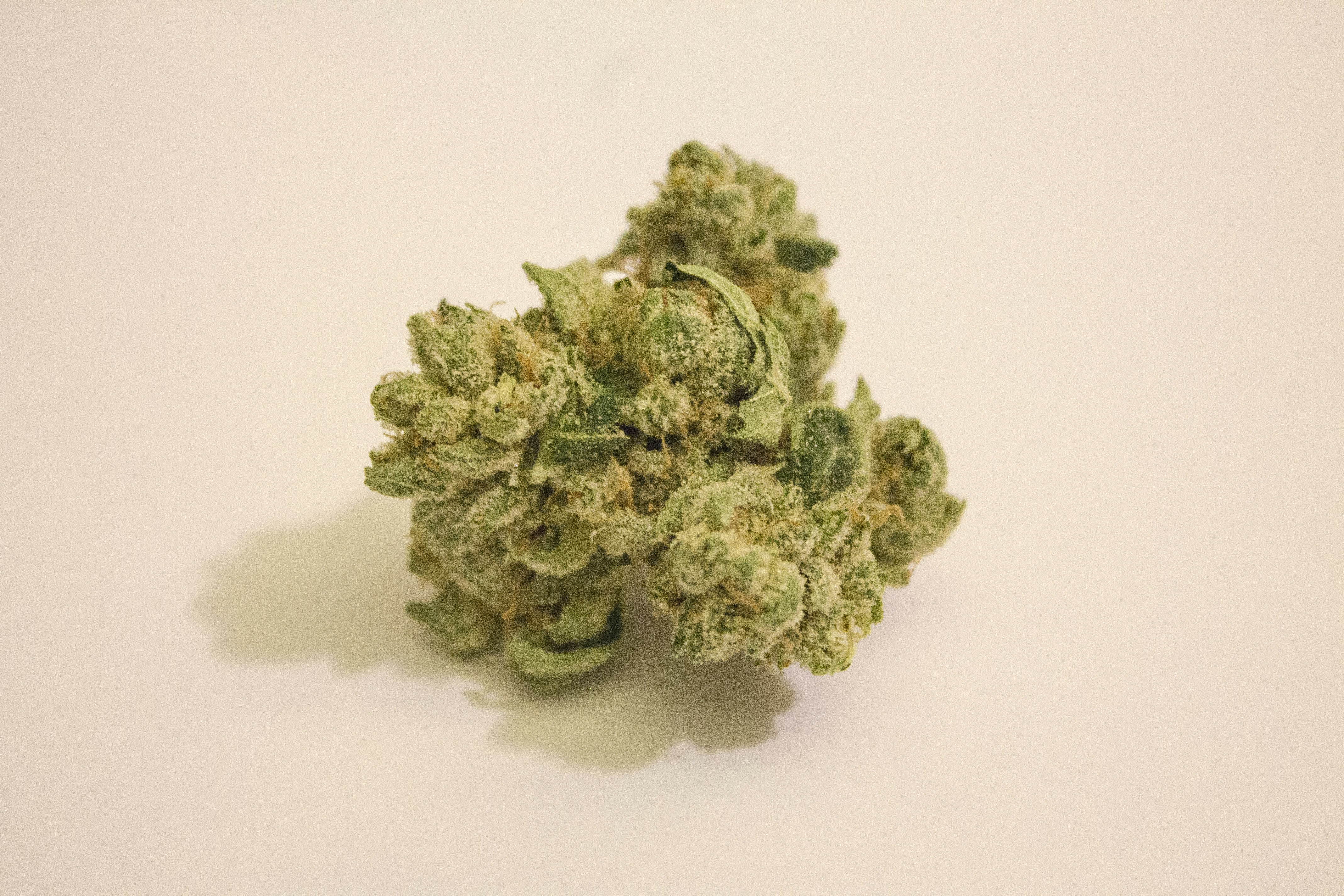 high-quality cannabis buds from a recommended Indica strain - indica for pain