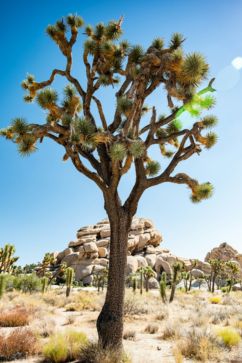 a joshua tree in the middle of a desert