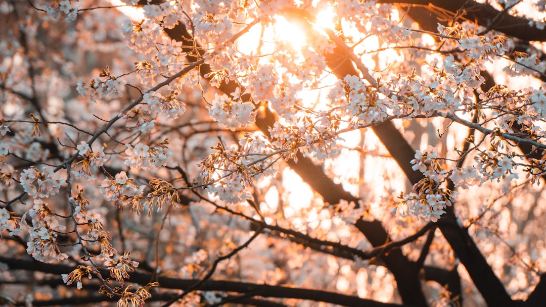Sakura Season Delight: The 10 Most Picturesque Places to See Cherry… — Sakura Season Delight