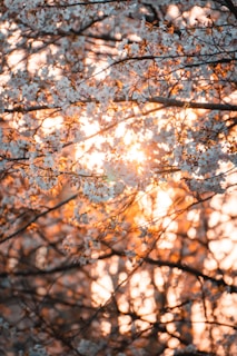 Serene golden hour light illuminating cherry blossom trees in Kyoto, Japan