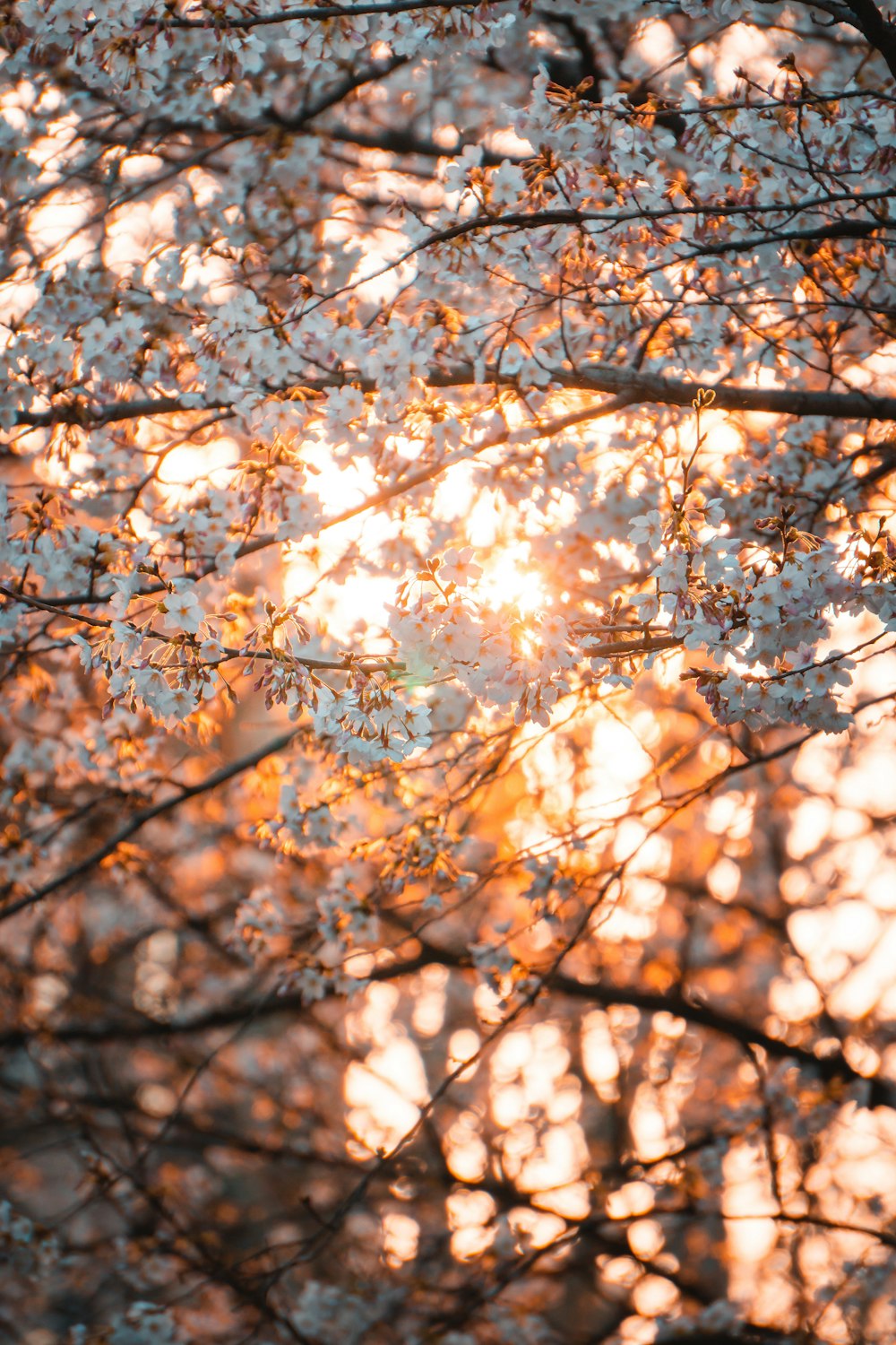 brown leaves on tree branch during daytime