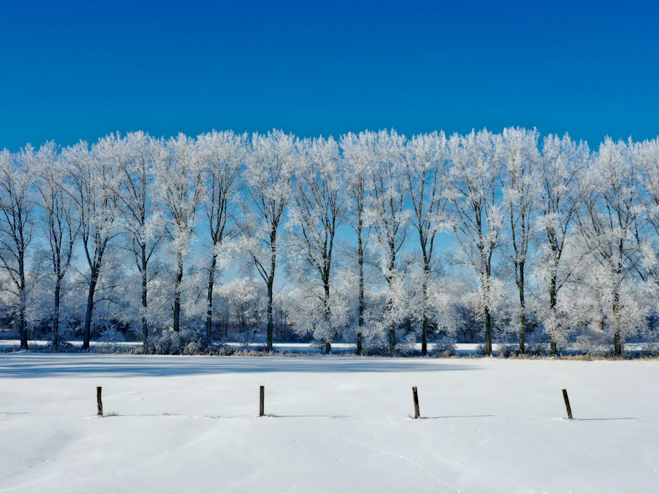Serene winter landscape features snow-covered trees standing tall against a clear blue sky