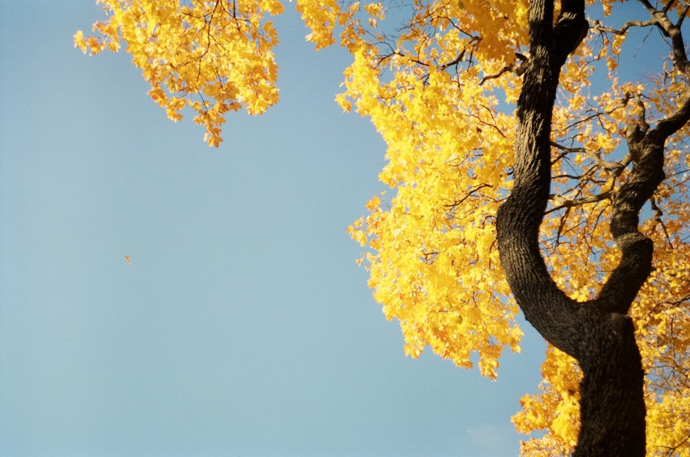 yellow leaves on tree branch