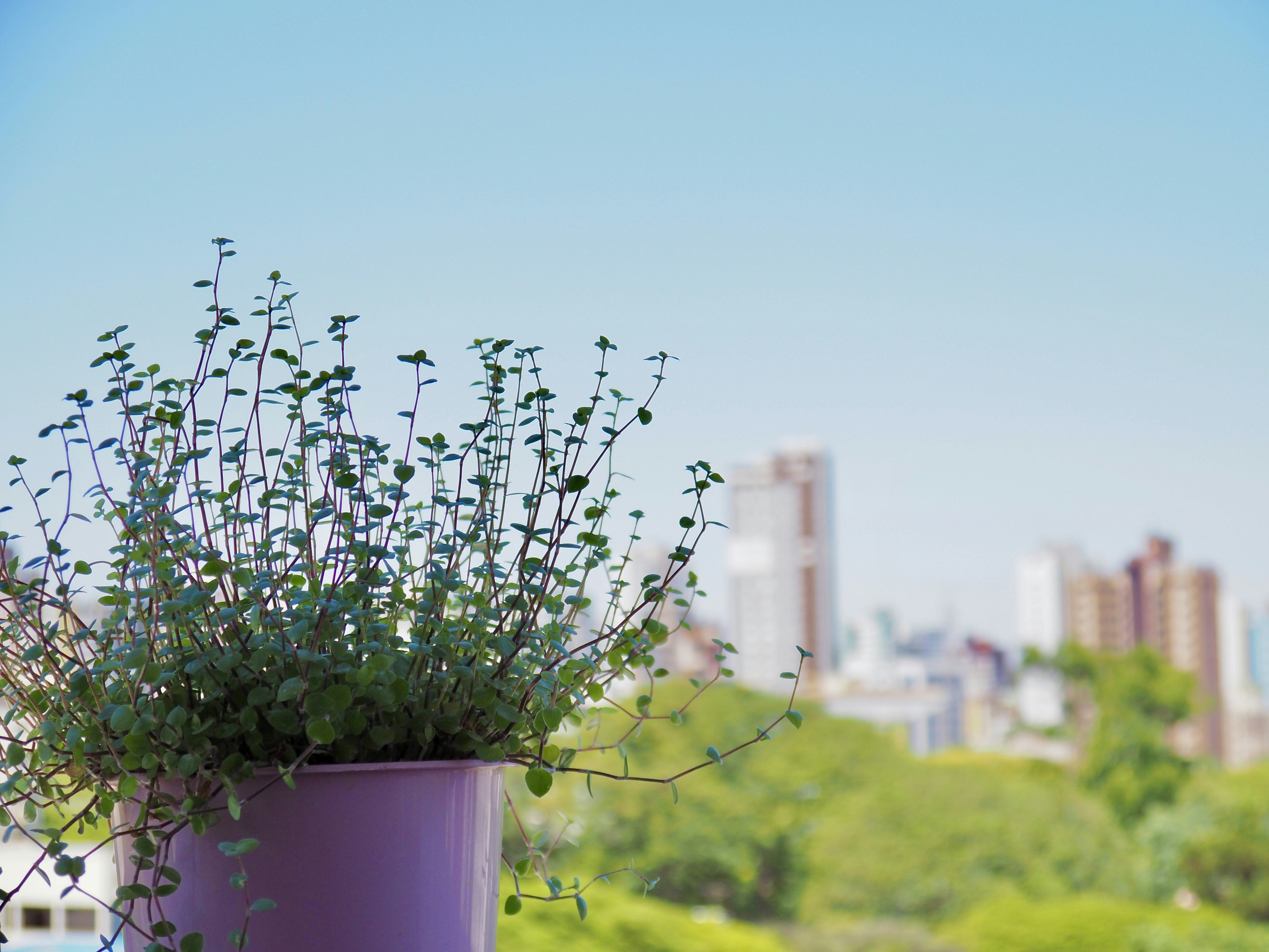 Best herbs to grow indoors: Basil, Mint, Rosemary