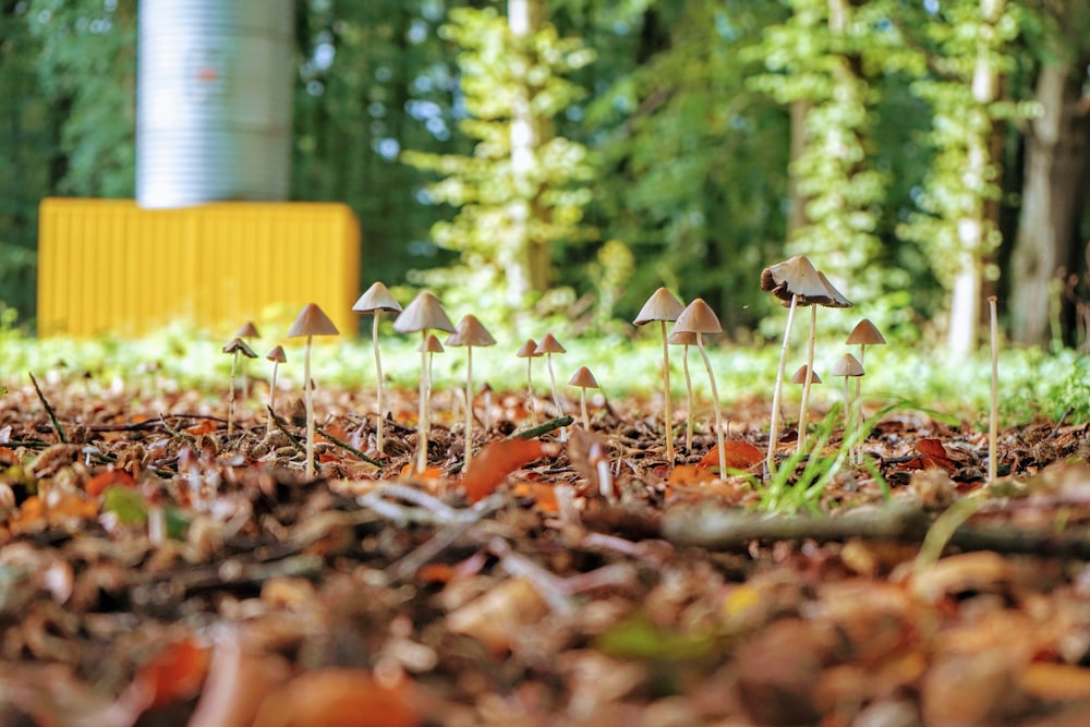 brown and white mushroom on ground