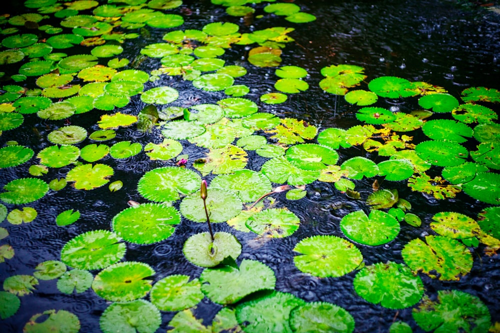 green water lilies on water