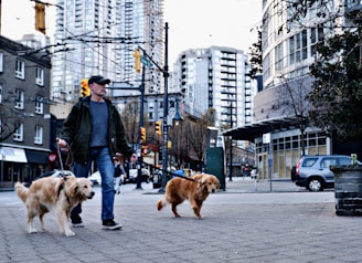 A person is walking two golden retrievers on leashes in an urban setting. High-rise buildings and various urban elements, such as traffic lights and parked cars, create a city atmosphere. Trees are visible, indicating a blend of nature within the city.