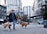 A person is walking two golden retrievers on leashes in an urban setting. High-rise buildings and various urban elements, such as traffic lights and parked cars, create a city atmosphere. Trees are visible, indicating a blend of nature within the city.