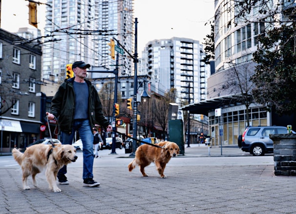 A person is walking two golden retrievers on leashes in an urban setting. High-rise buildings and various urban elements, such as traffic lights and parked cars, create a city atmosphere. Trees are visible, indicating a blend of nature within the city.