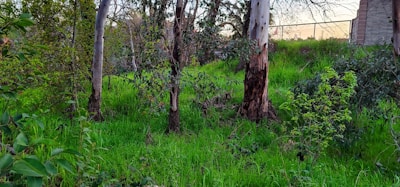 A lush, green forest clearing with tall trees and dense foliage. The grass is vibrant and thick, suggesting a healthy ecosystem. Some trees have visible bark peeling off, and there is a mixture of small and large plants scattered throughout.